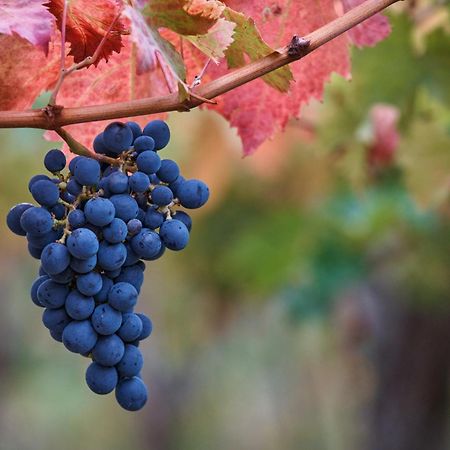 Tollo La Casa Del Vino - B&B מראה חיצוני תמונה
